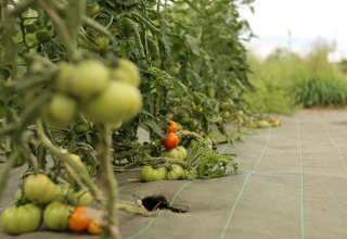 Reihen von Tomatenpflanzen mit reifenden Tomaten wachsen in einem Garten in der Bretagne, Frankreich.
