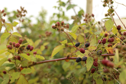 Arbusto de moras con frutos maduros y verdes en Feather Down Les Jardins des Coccinelles, Bretaña, Francia.