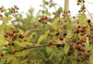 Brombeerstrauch mit reifen und unreifen Beeren bei Feather Down Les Jardins des Coccinelles, Bretagne.