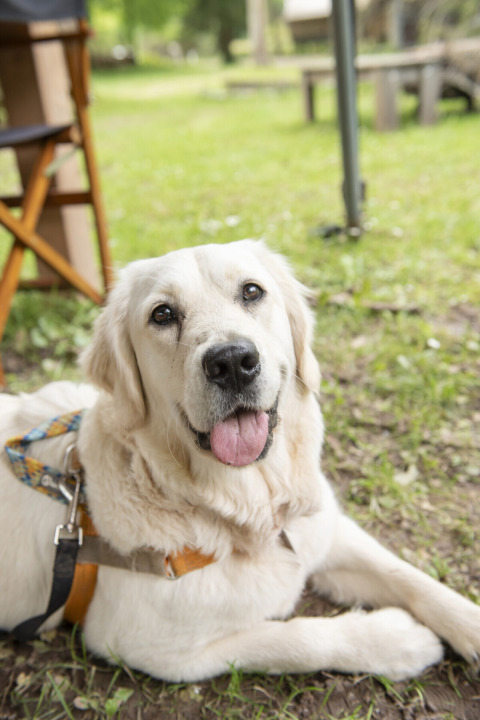 Un cane bianco felice con una pettorina sdraiato sull’erba al Camping Pittoresque, Occitania, Francia.