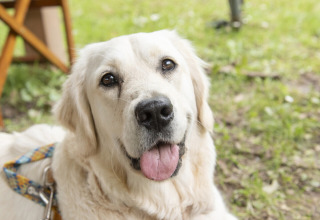 Een blije witte hond met een tuigje ligt op het gras bij Camping Pittoresque, Occitanie, Frankrijk.