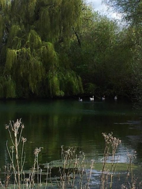Roligt sølandskab med ænder, grønne træer og siv ved Camping Seasonova Les Marguerites i Hauts-de-France.