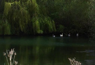 Paesaggio tranquillo sul lago con anatre, alberi verdi e canne al Camping Seasonova Les Marguerites, Hauts-de-France.