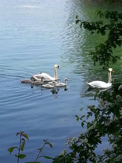 Dos cisnes y sus crías nadan tranquilamente en un lago en Camping Seasonova Les Marguerites, Hauts-de-France.