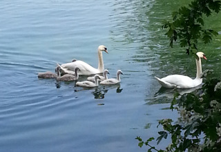 Deux cygnes et leurs petits nagent paisiblement sur un lac au Camping Seasonova Les Marguerites, Hauts-de-France.