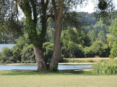 Vista tranquilla di un albero vicino a un lago presso Camping Seasonova Les Marguerites, Hauts-de-France, Francia.