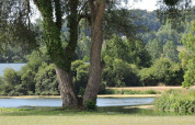 Vista tranquilla di un albero vicino a un lago presso Camping Seasonova Les Marguerites, Hauts-de-France, Francia.