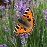 Una mariposa de colores descansa sobre una flor púrpura cerca de Horbourg-Wihr, Grand Est, Francia.