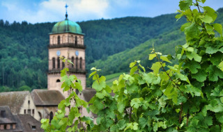 Viñedos en primer plano cerca de Horbourg-Wihr con una torre de iglesia y colinas boscosas al fondo.