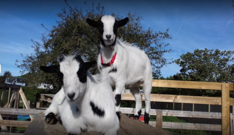 Twee lieve geitjes op een boomstam in een omheind gebied bij Camping Seasonova Etennemare in Frankrijk.