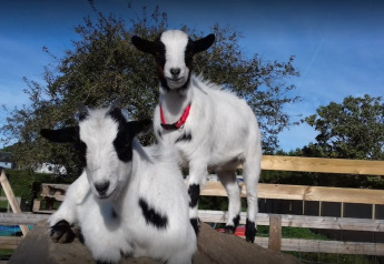 Due caprette adorabili su un tronco nell’area recintata di Camping Seasonova Etennemare in Francia.