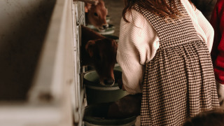 Niños y adultos alimentando terneros en un establo en Feather Down Hoeve den Overdraght, Flandes Occidental.