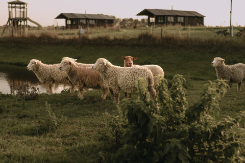 Får græsser ved en dam med feriehytter i baggrunden i Feather Down Hoeve den Overdraght, Belgien.