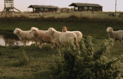 Schapen grazen aan een vijver met vakantiehuisjes achteraan in Feather Down Hoeve den Overdraght, West-Vlaanderen.