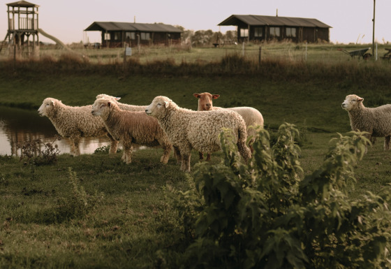 Sheep grazing by a pond with holiday cottages in the background at Feather Down Hoeve den Overdraght, Belgium.