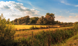 Foto de paisaje tomada cerca de Poperinge, Bélgica, muestra campos abiertos, hierbas y árboles bajo un cielo azul.