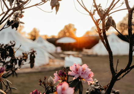 Lotus Belle safaritenten bij zonsondergang met bloemen bij Recreatiepark De Achterste Hoef in Nederland.