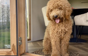 Perro marrón rizado sentado en la puerta de una cabaña en Klapkot, mascotas permitidas, Recreatiepark De Achterste Hoef.