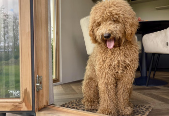 Cane marrone riccio seduto alla porta di una cabina a Klapkot, animali ammessi, Recreatiepark De Achterste Hoef.