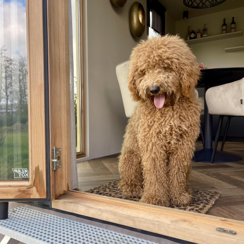 Chien brun bouclé assis à la porte d’une cabane à Klapkot, animaux admis, Recreatiepark De Achterste Hoef.