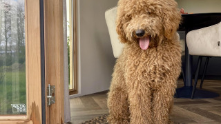 Perro marrón rizado sentado en la puerta de una cabaña en Klapkot, mascotas permitidas, Recreatiepark De Achterste Hoef.
