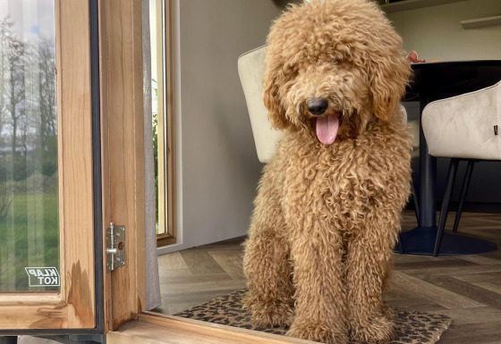 Chien brun bouclé assis à la porte d’une cabane à Klapkot, animaux admis, Recreatiepark De Achterste Hoef.