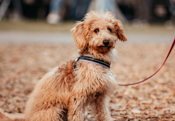 Lille, krøllet hund i snor sidder udenfor på træflis ved Klapkot, et kæledyrsvenligt sommerhus i Holland.