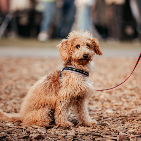 Piccolo cane riccio al guinzaglio seduto sui trucioli davanti a Klapkot, cabina pet-friendly nei Paesi Bassi.