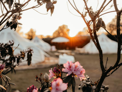 Atardecer en un parque vacacional con flores rosas y tiendas blancas en Brabante Septentrional, Países Bajos.
