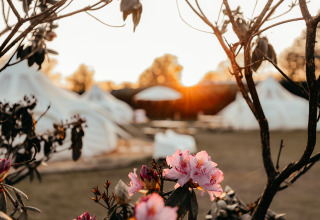 Solnedgang ved et feriepark med blomstrende lyserøde blomster og hvide telte i baggrunden i Holland.
