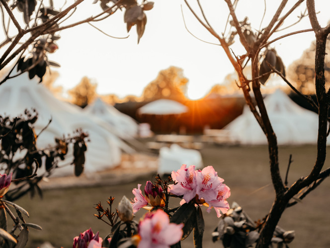 Zonsondergang bij een vakantiepark met bloeiende roze bloemen en witte tenten in Noord-Brabant, Nederland.