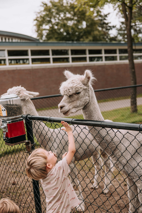 Ein Kind füttert ein Alpaka durch einen Zaun im Tiergehege des Recreatiepark De Achterste Hoef.