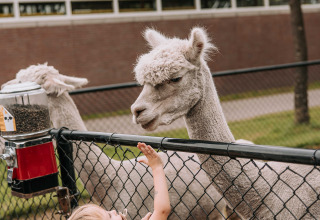 Ein Kind füttert ein Alpaka durch einen Zaun im Tiergehege des Recreatiepark De Achterste Hoef.