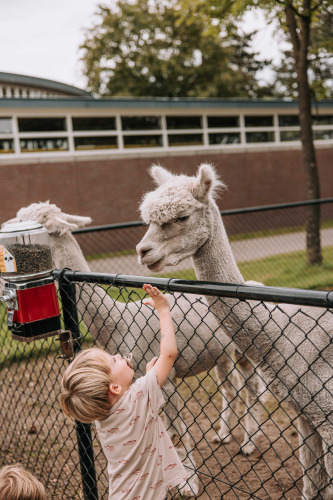 Een kind voert een alpaca via het hekwerk bij de dierenweide van Recreatiepark De Achterste Hoef.