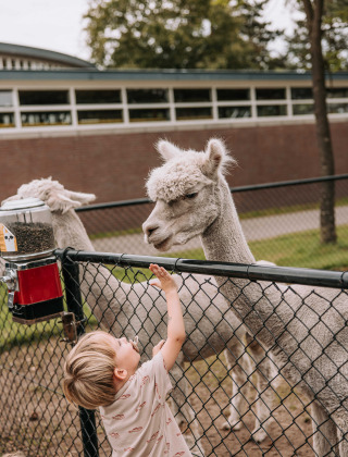 Un niño alimenta a una alpaca a través de una cerca en el área de animales de Recreatiepark De Achterste Hoef.
