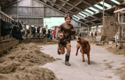 Niño corre junto a un perro en un establo con vacas en Feather Down Botterheerd, Groningen, Países Bajos.