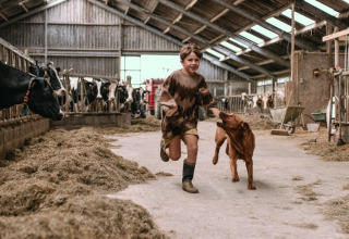 Bambino corre con un cane in una stalla con mucche a Feather Down Botterheerd, Groningen, Paesi Bassi.