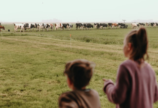 To børn ser på en flok køer, der græsser på marken ved Feather Down Botterheerd i Groningen, Holland.