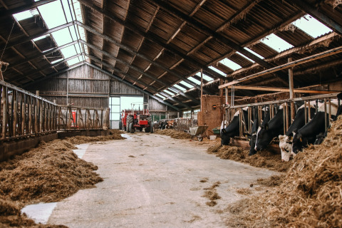 Interior de un establo con vacas comiendo y un tractor en Feather Down Botterheerd, Groningen, Países Bajos.