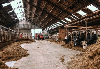 Interior de un establo con vacas comiendo y un tractor en Feather Down Botterheerd, Groningen, Países Bajos.