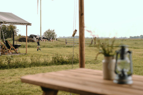 View of a rural holiday park in Groningen, with cows, a child, a tent, and a table in the foreground.