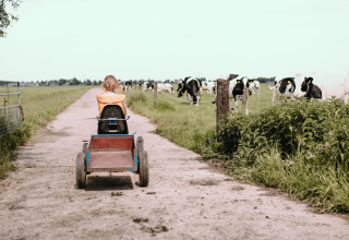 Bambino su go-kart a pedali vicino a mucche a Feather Down Botterheerd, parco vacanze a Groningen, Paesi Bassi.
