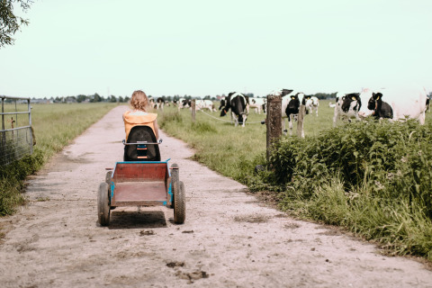Un niño conduce un coche de pedales junto a vacas en Feather Down Botterheerd, parque vacacional en Groningen.