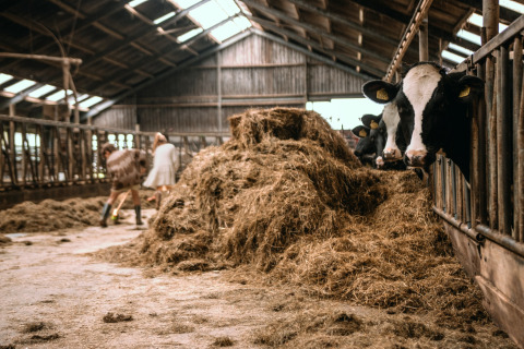 Cows in a barn with hay at Feather Down Botterheerd holiday park in Groningen, Netherlands.