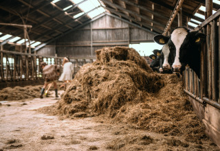 Cows in a barn with hay at Feather Down Botterheerd holiday park in Groningen, Netherlands.