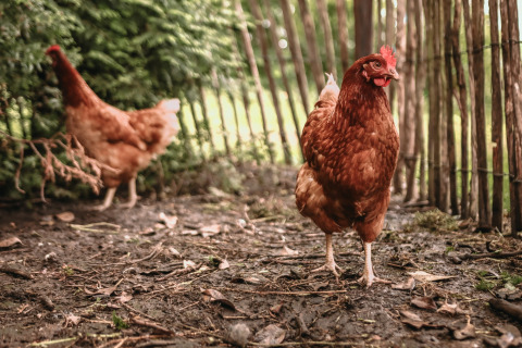 Two brown chickens roam freely on the ground by a wooden fence at Feather Down Botterheerd, Groningen.