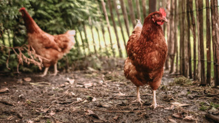 Dos gallinas marrones deambulan junto a una valla de madera en Feather Down Botterheerd, en Groningen.