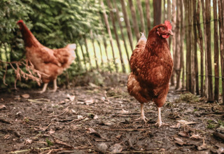 Two brown chickens roam freely on the ground by a wooden fence at Feather Down Botterheerd, Groningen.