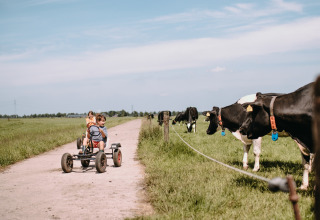 Kinder fahren mit einem Gokart an grasenden Kühen vorbei im Feather Down Botterheerd, Groningen, Niederlande.