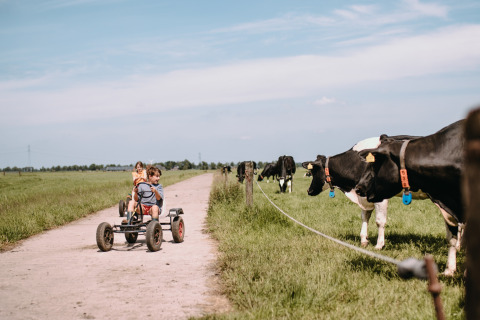 Kinder fahren mit einem Gokart an grasenden Kühen vorbei im Feather Down Botterheerd, Groningen, Niederlande.